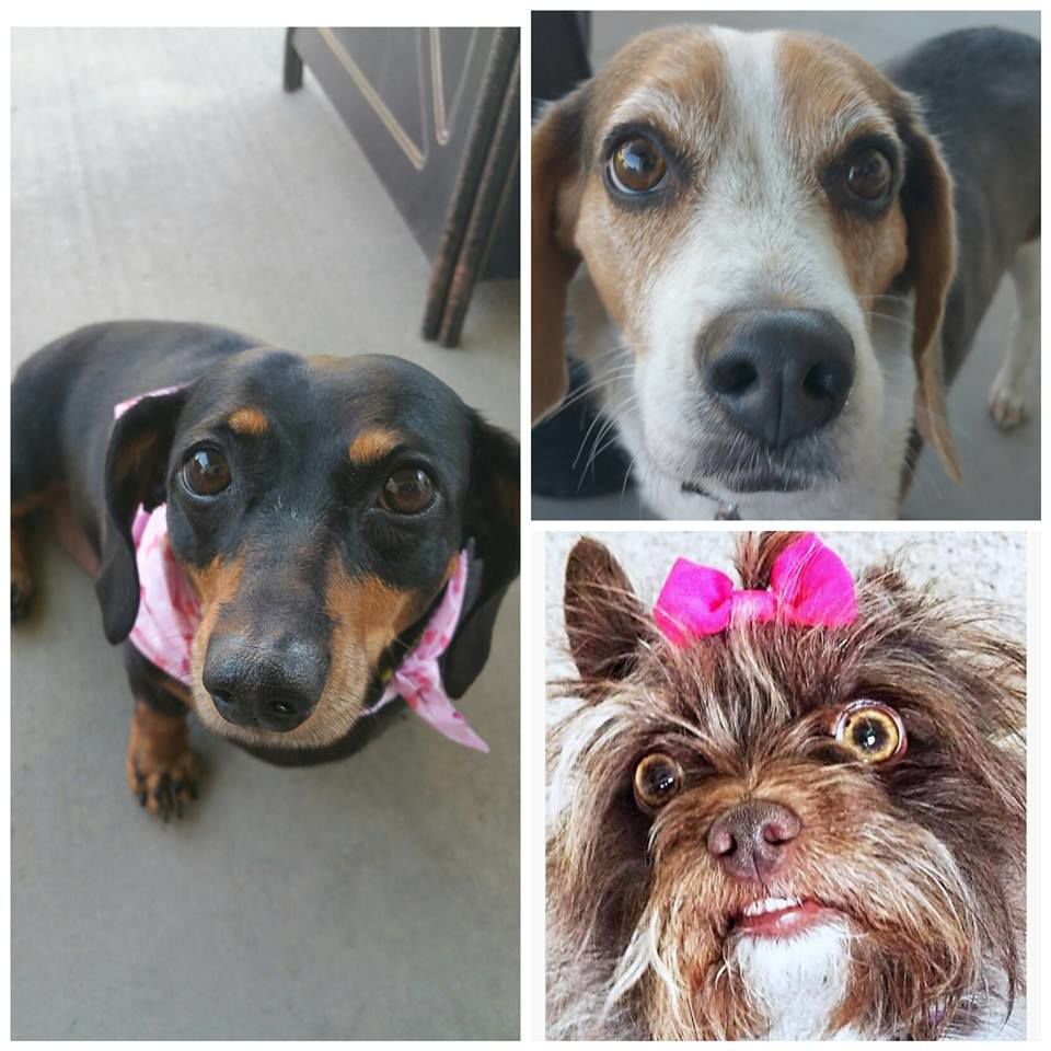 Annette Houston My three rescues..... Sophie-Grace (Doxi), Buddie-George (Beagle) and the newest member Lexi-May (Terrier mix).....jpg